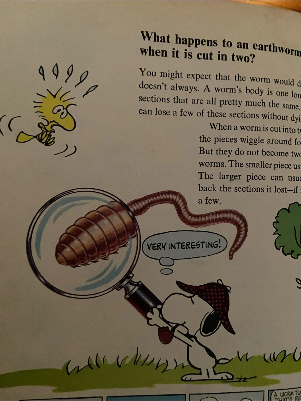 Vintage 70s 1970s Snoopy Peanuts Charlie Brown's Super Book Questions Answers hc